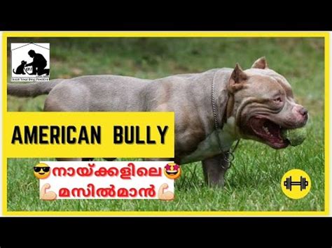 American Bully Kerala ( TOP BULLZ )