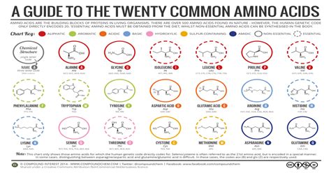 Amino Acids Mcat Chart
