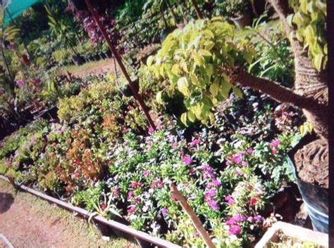 Anand Nursery & Garden