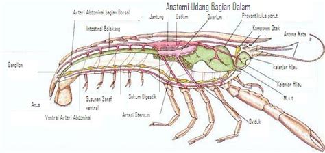 Anatomi Udang