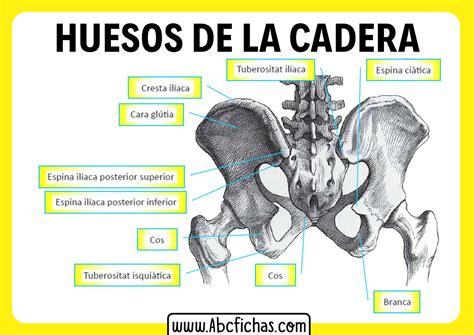 Anatomia De