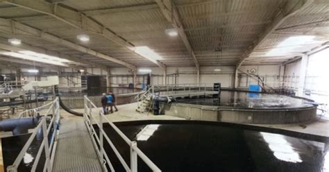 Anglesey Aquaculture Ltd