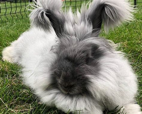 Angora