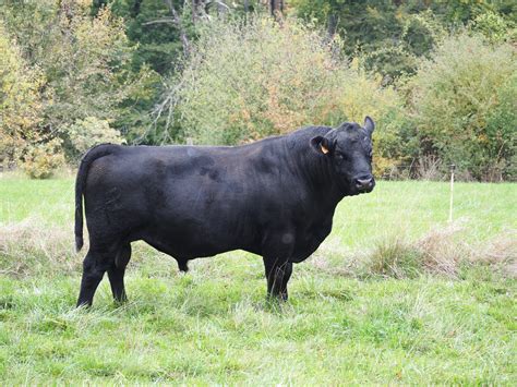 Angus Florimont à Florimont