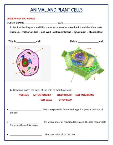 Animal And Plant Cell Worksheets Printable