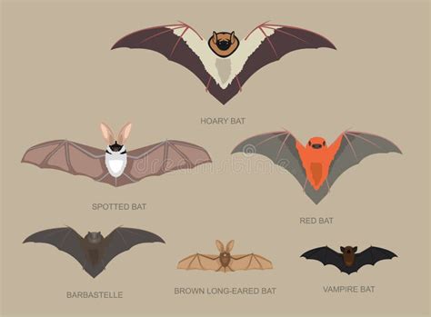 Animal Bat Size Chart
