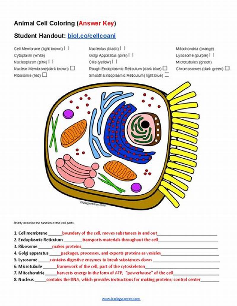 Animal Cell Coloring Answer Key Questions