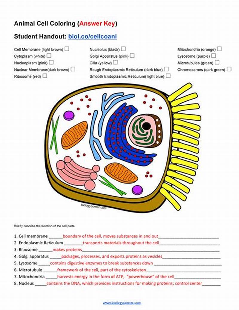 Animal Cell Coloring Worksheet Answer Key