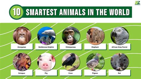 Animal Intelligence Chart