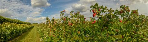 Anjou Fruits Rouges à La Breille-les-Pins