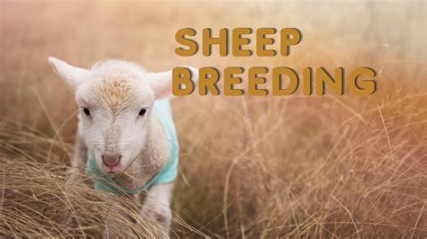 Anoksha sheep breeding