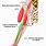 Antebrachial Anatomy