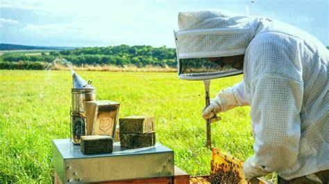 Apiculture Marcilly à Harskirchen