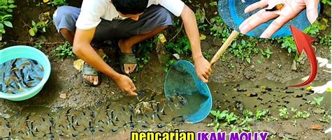 Aplikasi Pencarian Ikan in Indonesia