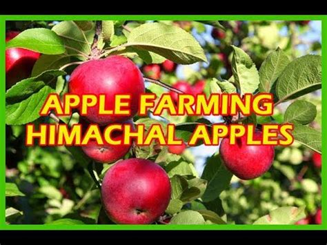 Apple Plants in India - Rajat Biotech