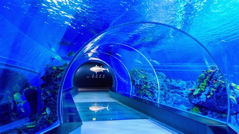 Aqua nation Aquariums