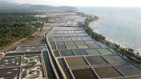 Aquaculture Tanaman Laut Sulawesi Utara