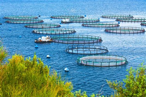 Aquaculture farm