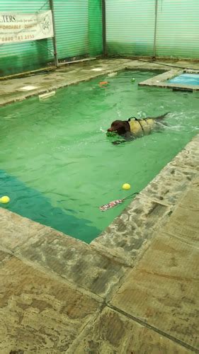 Aquadoggies K9 Hydrotherapy Pool