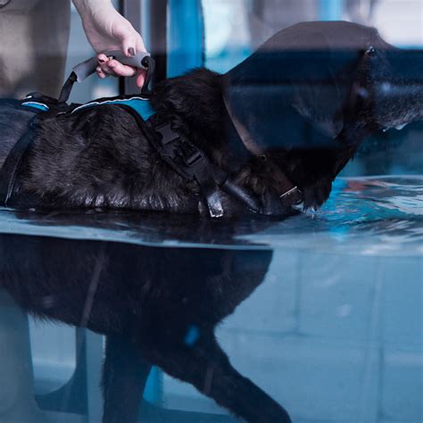 Aquapaws Hydrotherapy & Dog Grooming