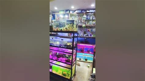 Aquarium fish farm