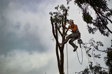Arborist 
