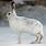 Arctic Hare Winter