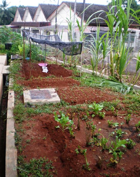 area kebun organik desain rumah belakang terbuka