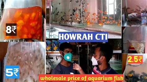 Arijit Aquatica Howrah. Aquarium Color Fish & Pet, pet food Also IBC Bada Business Pvt.Ltd also