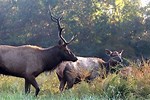 Arkansas Elk Hunting