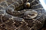 Arkansas Snakes Identification