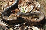 Arkansas Venomous Snakes