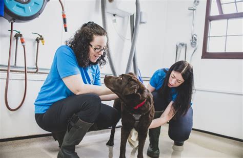 Ashbourne Canine Hydrotherapy Centre