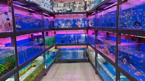 Ashoka Fish Aquarium