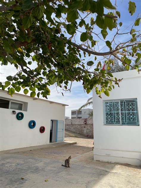 Assaada à Marseille