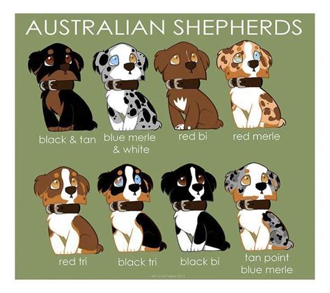 Australian Shepherd Color Breeding Chart
