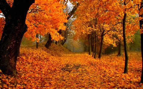 Autumn Fall Colors