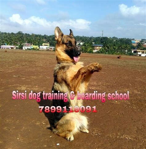 Avinash sirsi k9 dog training academy