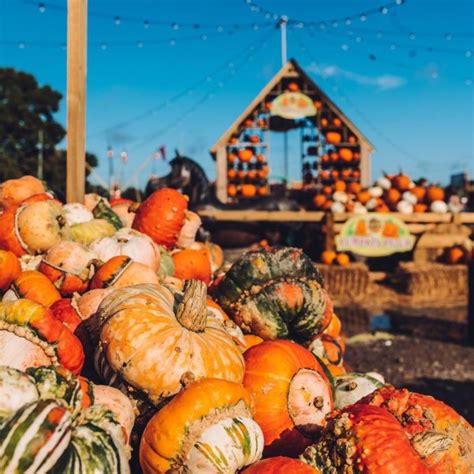 Avon Valley Pumpkin Patch