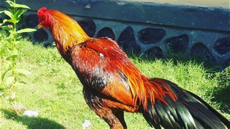 Ayam Bangkok Merah