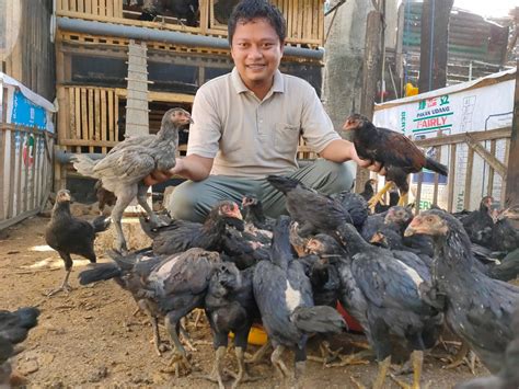 Ayam Jawa Tengah masyarakat peternak indonesia