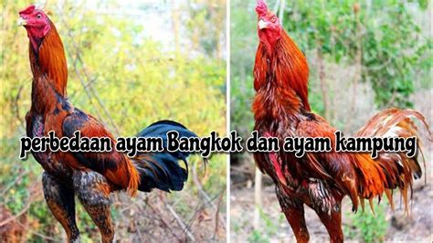 Ayam Jawa vs Bangkok Tinggi Badan