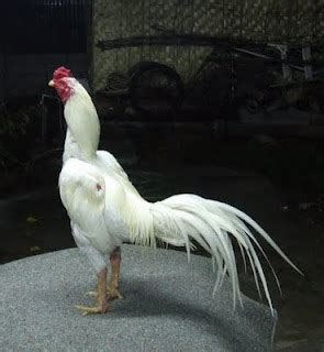 Ayam Petarung Pasca Pertarungan