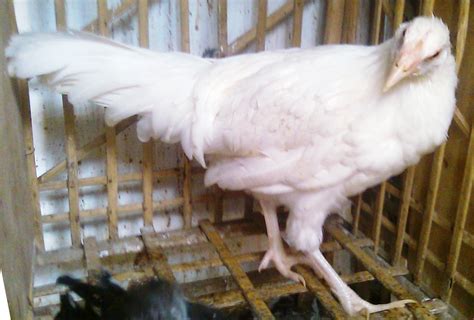 Ayam Remaja