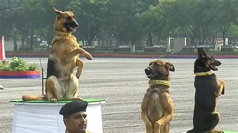 BSF Dog Training