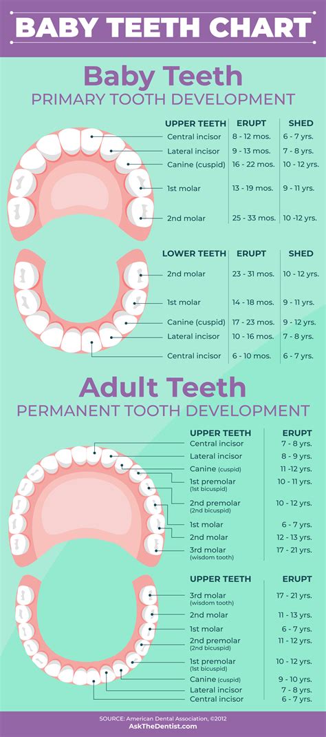 Baby Tooth Eruption Chart