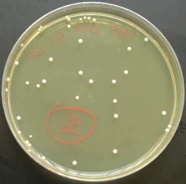 Bacillus CFU
