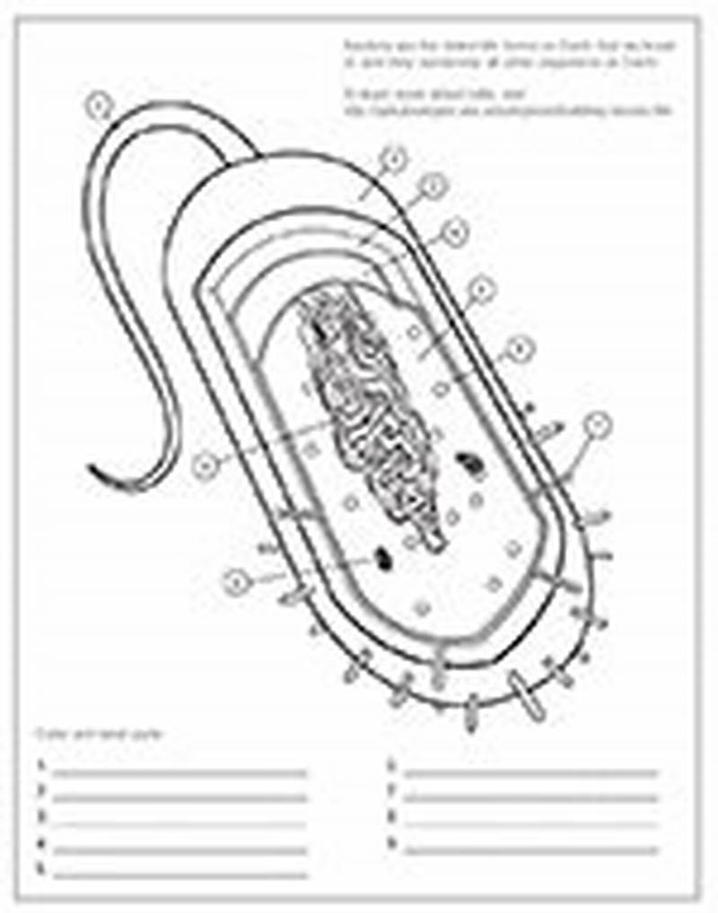 Bacteria Coloring Worksheet Answer Key
