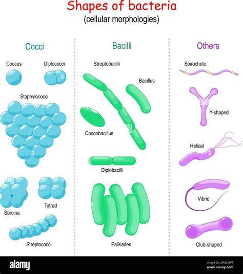 Bacteria Shapes