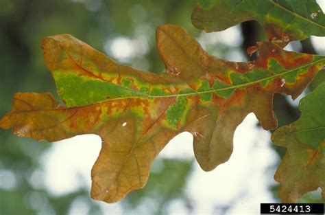 Bacterial Leaf
